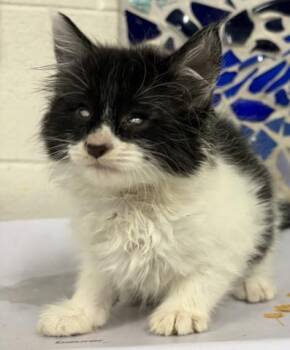 Domestic Short Hair Cats Available for Adoption in Pensacola, Florida - MATT MURDOCK | PetCurious