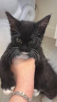 JET -  Domestic Medium Hair Cat for Adoption in West Valley City, Utah - JET | PetCurious
