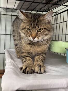 Oscar -  Domestic Medium Hair Cat for Adoption in Valley Center, Kansas - Oscar | PetCurious
