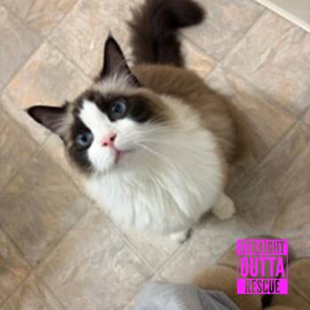 Ragdoll Cats Available for Adoption in Vancouver, British Columbia - Boots (Bonded To Socks) | PetCurious