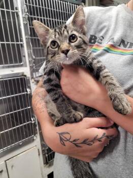 Aaron -  Domestic Short Hair Cat for Adoption in Hopkinsville, Kentucky - Aaron | PetCurious