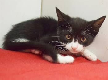 KENYA -  Domestic Short Hair Cat for Adoption in Sacramento, California - KENYA | PetCurious