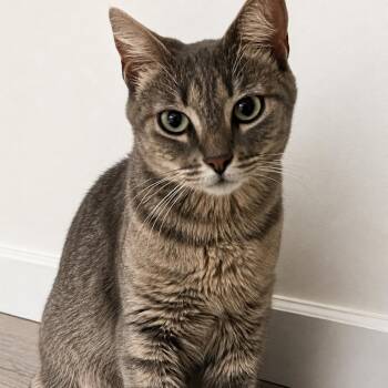 Shell -  Domestic Short Hair Cat for Adoption in Brea, California - Shell | PetCurious