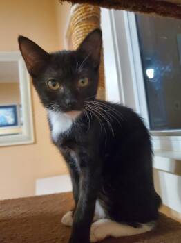 Mochi -  Domestic Short Hair Cat for Adoption in Hudson, New Hampshire - Mochi | PetCurious