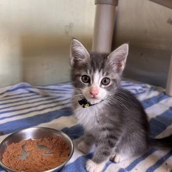 Domestic Short Hair Cats Available for Adoption in Margate, Florida - Cinder | PetCurious