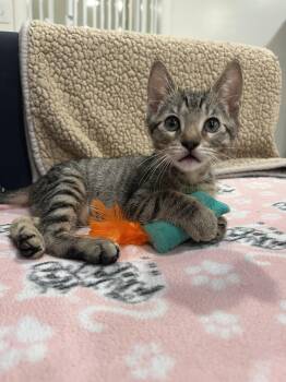 Soca Night and Fete -  Domestic Short Hair Cat for Adoption in Wellesley, Massachusetts - Soca Night And Fete | PetCurious