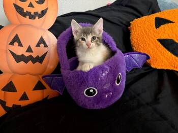 Daphne Brooklyn Jo -  Calico Cat for Adoption in West Peoria, Illinois - Daphne Brooklyn Jo | PetCurious
