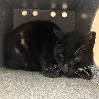 Bosco -  Domestic Medium Hair Cat for Adoption in Reno, Nevada - Bosco | PetCurious