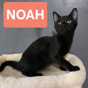 0826-06 Noah -  Domestic Medium Hair Cat for Adoption in Abingdon, Maryland - 0826-06 Noah | PetCurious