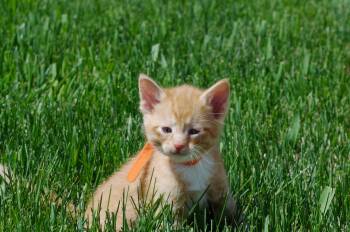 Domestic Short Hair Cats Available for Adoption in Fruit Heights, Utah - Colby | PetCurious