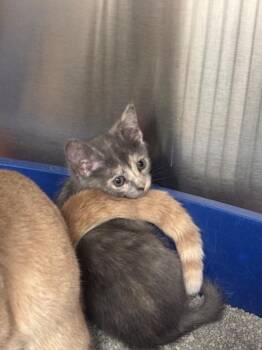 Rescue Domestic Short Hair Cats for Adoption in Frankfort, Kentucky - Ladybug | PetCurious