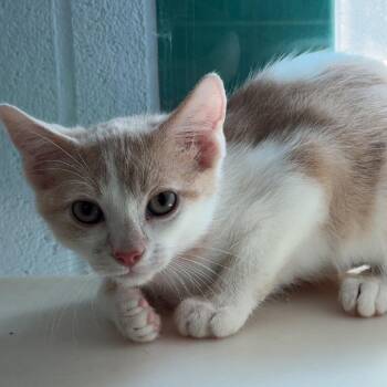 Cook Out -  Domestic Short Hair Cat for Adoption in Lakewood, Colorado - Cook Out | PetCurious