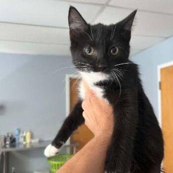 Poppy -  Domestic Short Hair Cat for Adoption in Buffalo, Minnesota - Poppy | PetCurious