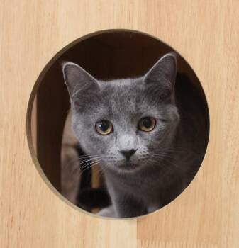 Love Bug -  Domestic Short Hair Cat for Adoption in Minneapolis, Minnesota - Love Bug | PetCurious