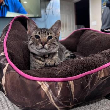 Hibachi -  Domestic Short Hair Cat for Adoption in Milton, Delaware - Hibachi | PetCurious