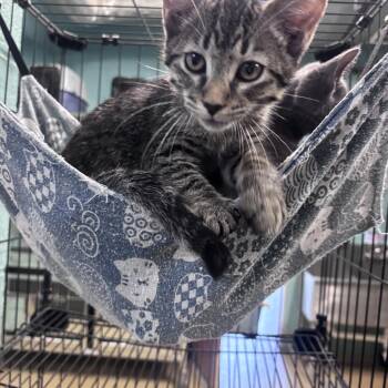 Gunner -  Domestic Short Hair Cat for Adoption in Marion, North Carolina - Gunner | PetCurious