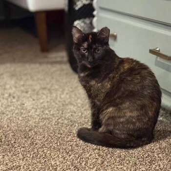 Opal -  Domestic Short Hair Cat for Adoption in Vallejo, California - Opal | PetCurious