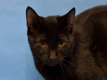 Sylvester McMonkey McBean -  Domestic Short Hair Cat for Adoption in Golden Valley, Minnesota - Sylvester McMonkey McBean | PetCurious