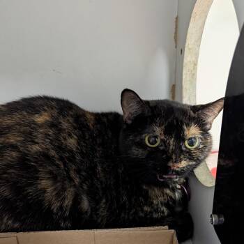 Maggie -  Domestic Short Hair Cat for Adoption in Jeffersonville, Indiana - Maggie | PetCurious