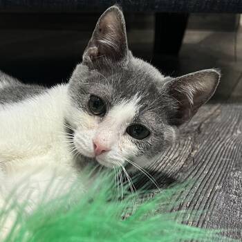 Rescue Domestic Medium Hair Cats for Adoption in Liverpool, Texas - Carrot | PetCurious