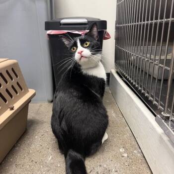 Frank -  Domestic Short Hair Cat for Adoption in Buffalo, New York - Frank | PetCurious