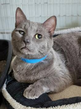 Domestic Short Hair Cats Available for Adoption in Kingsland, Georgia - Tobias | PetCurious