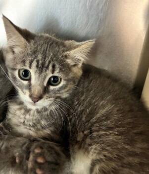 Antila -  Domestic Short Hair Cat for Adoption in Pomona, New York - Antila | PetCurious