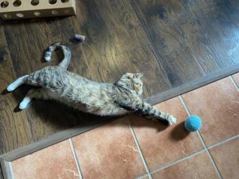 Blue Bonnet -  Domestic Short Hair Cat for Adoption - Blue Bonnet | PetCurious