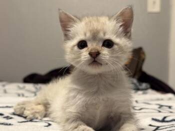 Gerbert -  Domestic Short Hair Cat for Adoption in Portland, Oregon - Gerbert | PetCurious