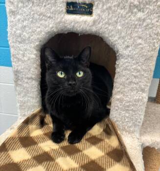 Rescue Domestic Short Hair Cats for Adoption in Frankfort, Kentucky - Posie | PetCurious
