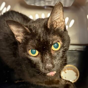 Rescue Domestic Short Hair Cats for Adoption in Jacksonville, Arkansas - Lisa | PetCurious