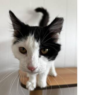 Oreo -  Domestic Medium Hair Cat for Adoption in Lafayette, Louisiana - Oreo | PetCurious