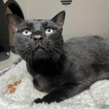 Nori -  Domestic Short Hair Cat for Adoption in Waynesville, North Carolina - Nori | PetCurious