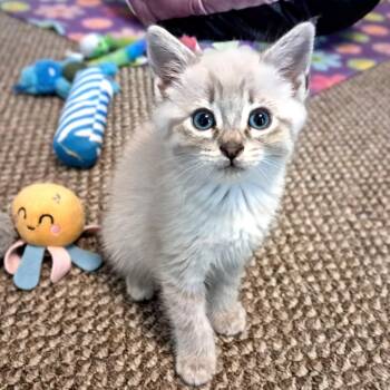 Dinah -  Siamese Cat for Adoption in Long Beach, Washington - Dinah | PetCurious