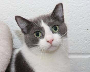 Domestic Short Hair Cats Available for Adoption in Euclid, Ohio - Gracie | PetCurious