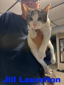 Rescue Domestic Short Hair Cats for Adoption in Westbury, New York - Jill Laurelton | PetCurious