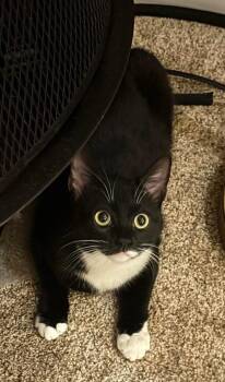 Domestic Short Hair and Tuxedo Cats Available for Adoption - Donna Noble | PetCurious