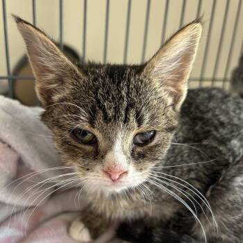 Domestic Short Hair Cats Available for Adoption in Muncie, Indiana - Ethel | PetCurious