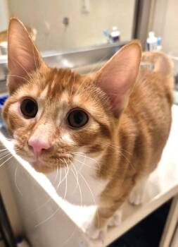 American Shorthair Cats Available for Adoption - Eddie | PetCurious