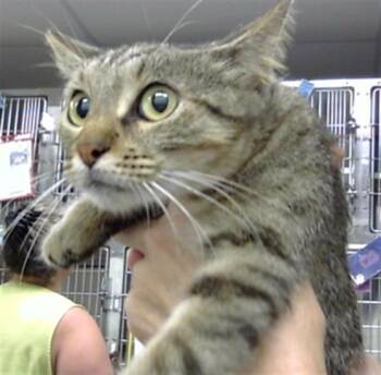 A185966 -  Domestic Short Hair Cat for Adoption in Pasadena, Texas - A185966 | PetCurious