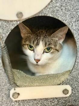 Emma -  Domestic Short Hair Cat for Adoption in Daytona Beach, Florida - Emma | PetCurious