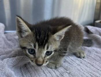 APOLLO -  Domestic Short Hair Cat for Adoption in Norco, California - APOLLO | PetCurious