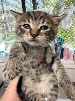 Domestic Short Hair Cats Available for Adoption in Pomona, New York - Simon | PetCurious