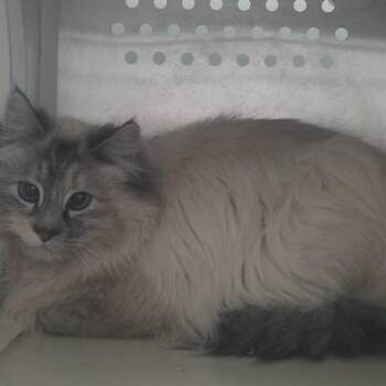 Ragdoll and Domestic Long Hair Cats Available for Adoption in Taos, New Mexico - Millicent | PetCurious