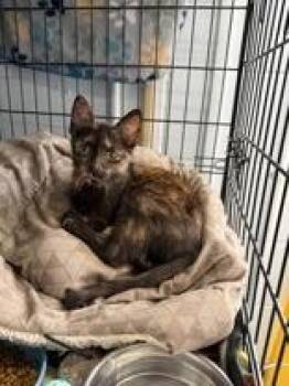 Payton -  Domestic Short Hair Cat for Adoption in Manitowoc, Wisconsin - Payton | PetCurious
