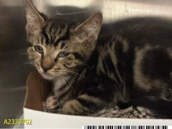 CASEY -  Domestic Short Hair Cat for Adoption in West Palm Beach, Florida - CASEY | PetCurious