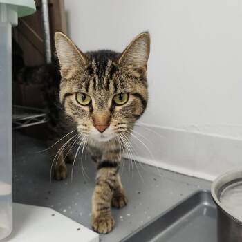 Evangeline (Holland Cat Cove) -  Domestic Short Hair Cat for Adoption in West Olive, Michigan - Evangeline (Holland Cat Cove) | PetCurious