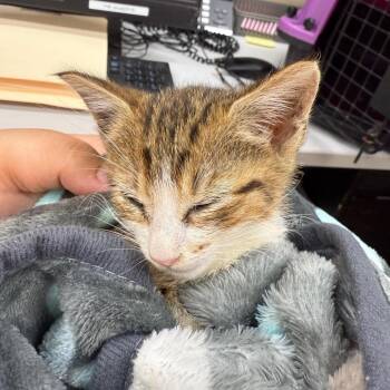 Celestia -  Domestic Short Hair Cat for Adoption in Buffalo, New York - Celestia | PetCurious