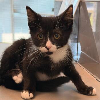Pleco -  Domestic Short Hair Cat for Adoption in Chattanooga, Tennessee - Pleco | PetCurious