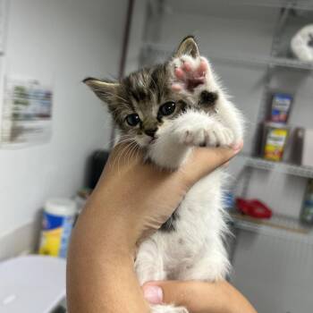 Domestic Short Hair Cats Available for Adoption in St. Louis, Missouri - Rhinestone | PetCurious
